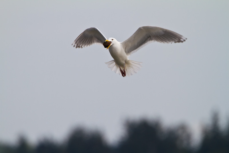 Gull With Clam